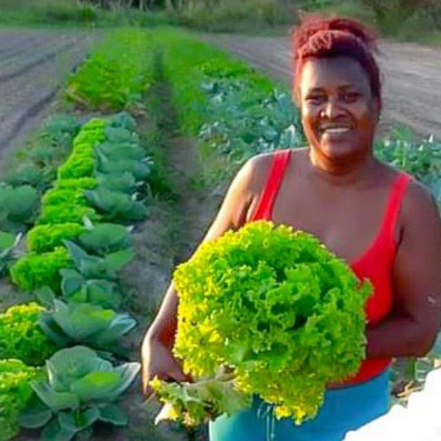 Read more about the article COLHEITA